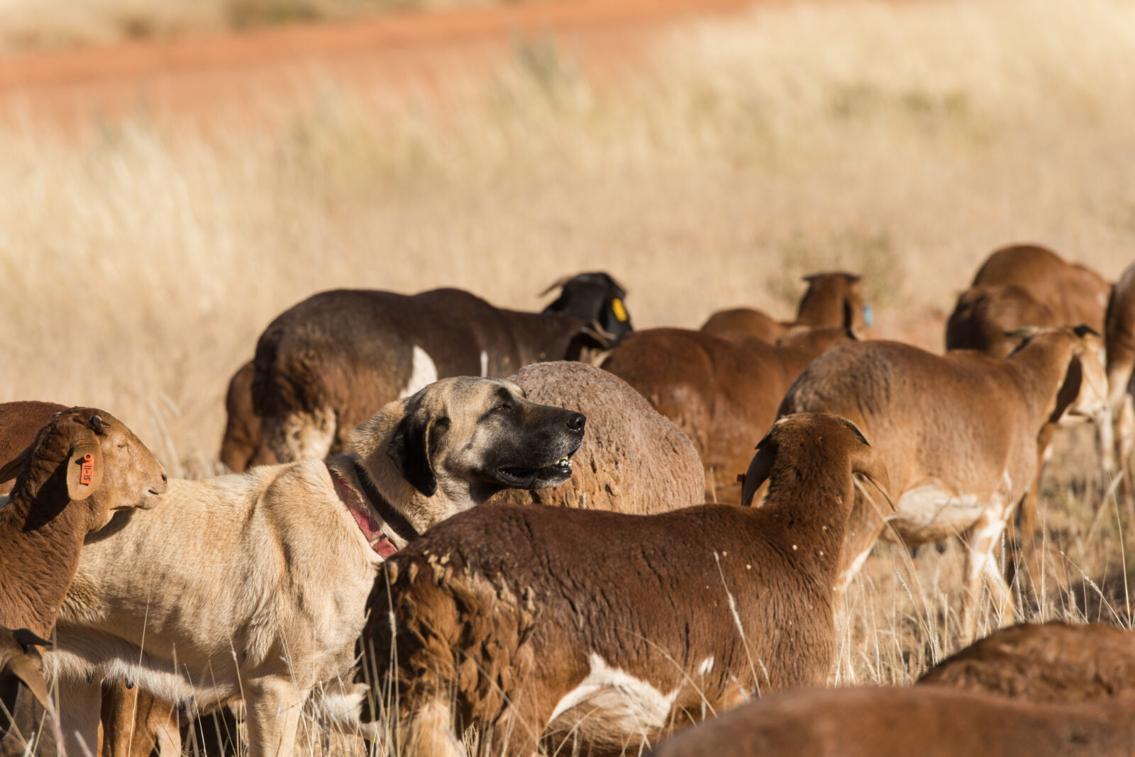 domesticated sheep