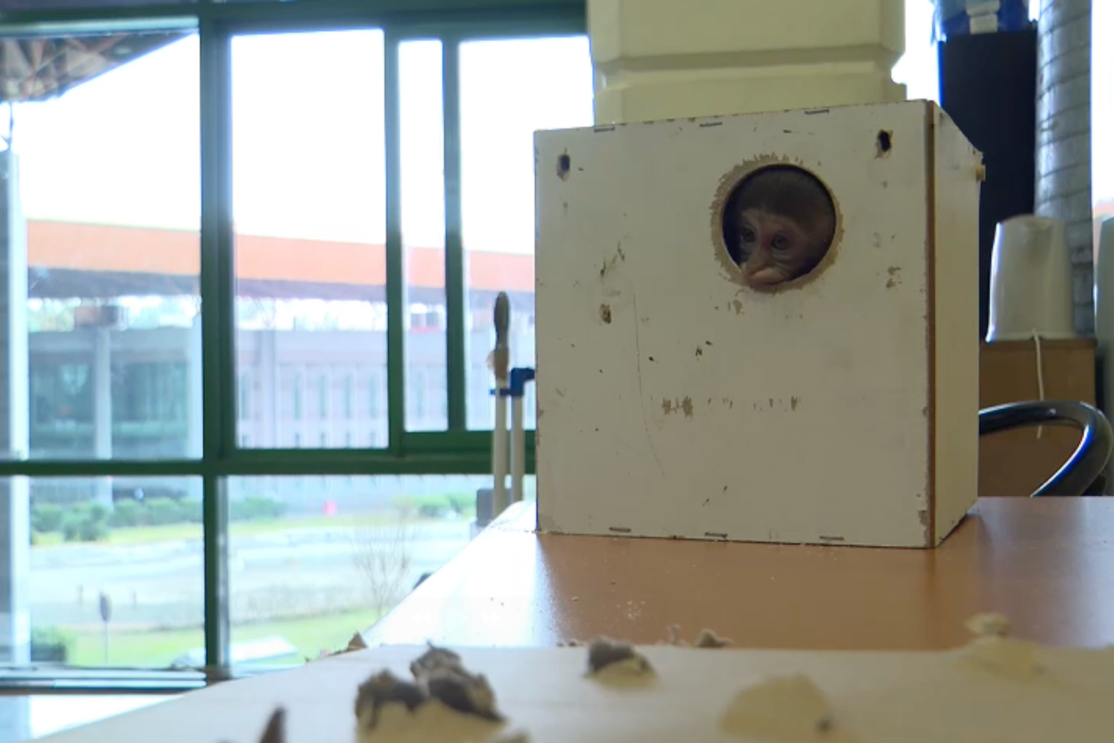 Baby rhesus monkey found in Turkey