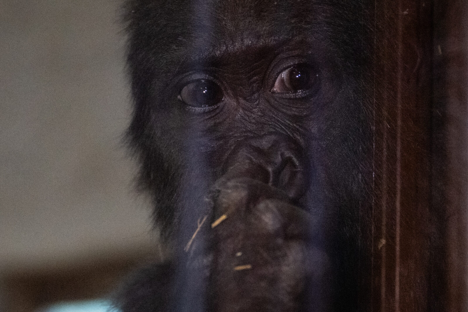 The endangered baby gorilla, found by Turkish Ministry of Trade Customs Enforcement teams at Istanbul Airport, is named 