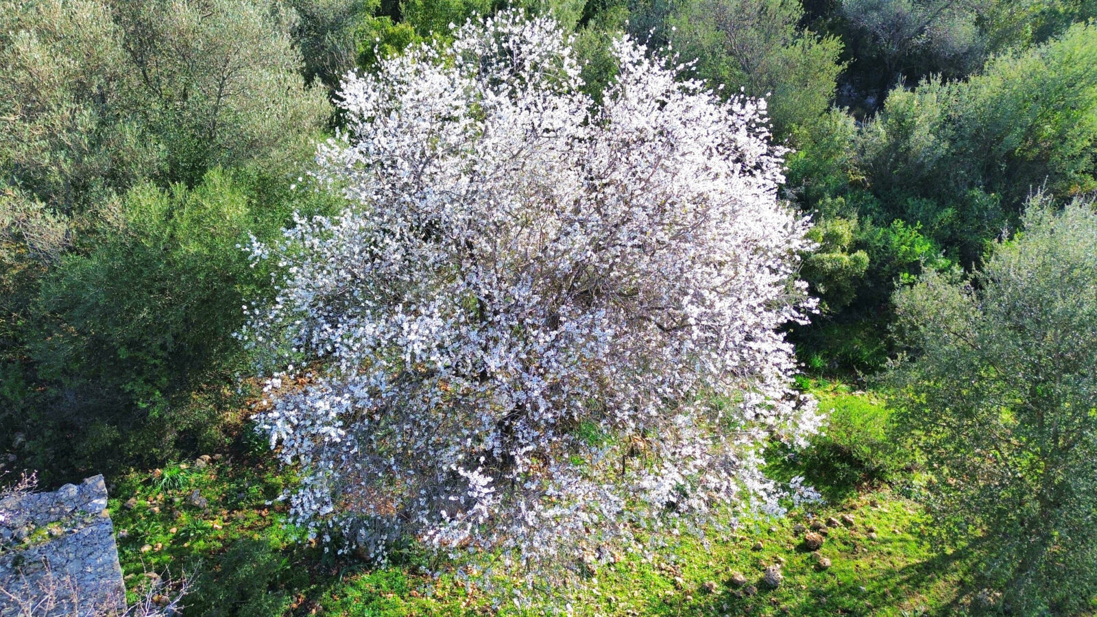 A large almond tree covered in white blossoms stands out amid green foliage in Antalya