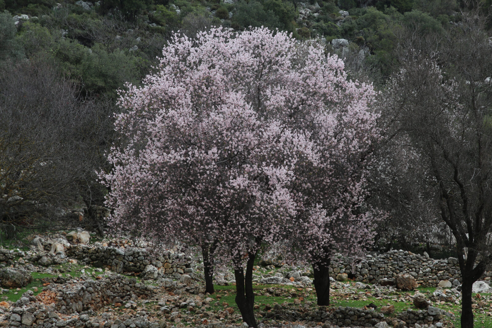 A fully bloomed almond tree with delicate pink flowers stands against a rugged, rocky terrain in Antalya