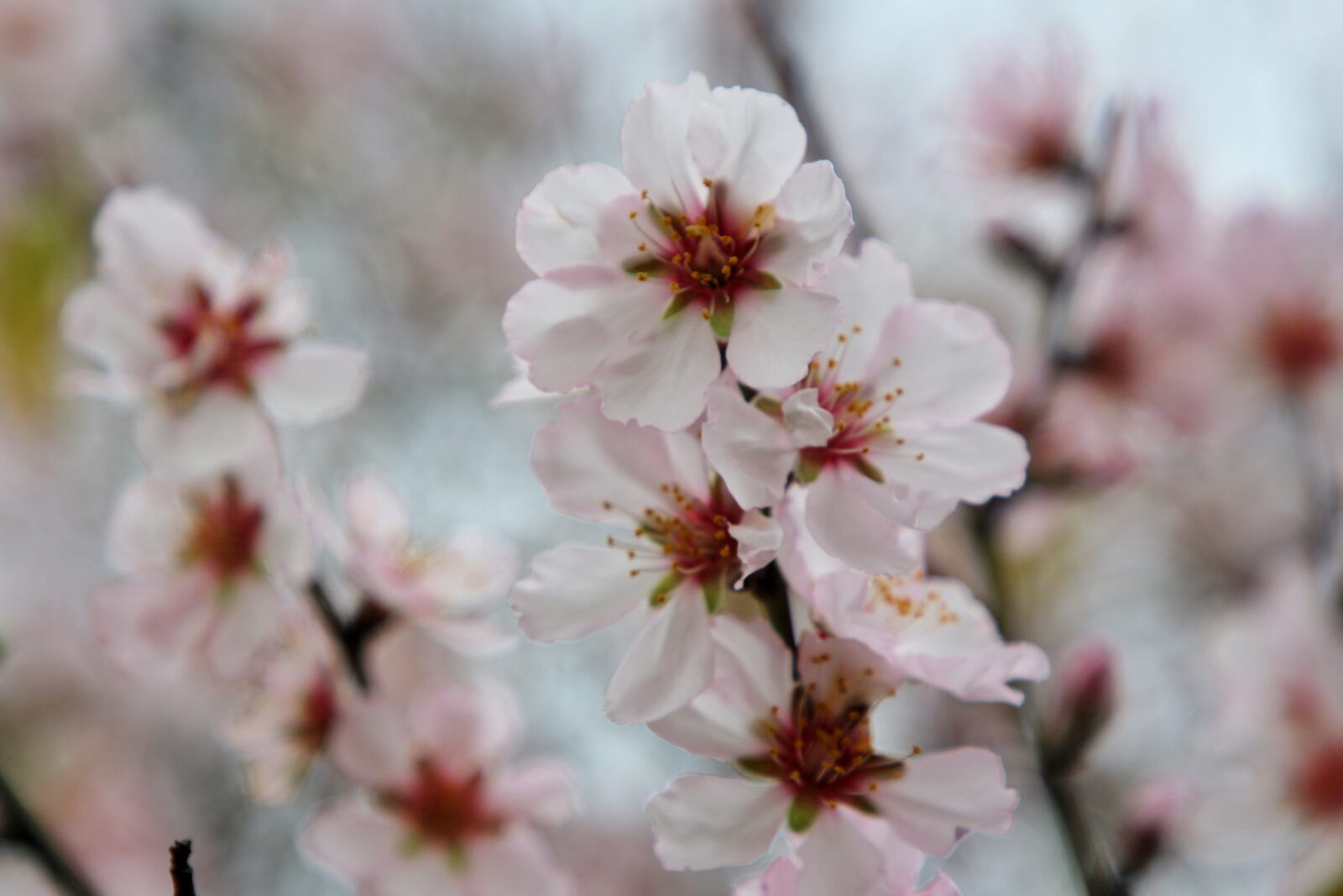 Turkish folklore, A detailed close-up of almond tree flowers with soft pink petals and yellow centers, showcasing early spring