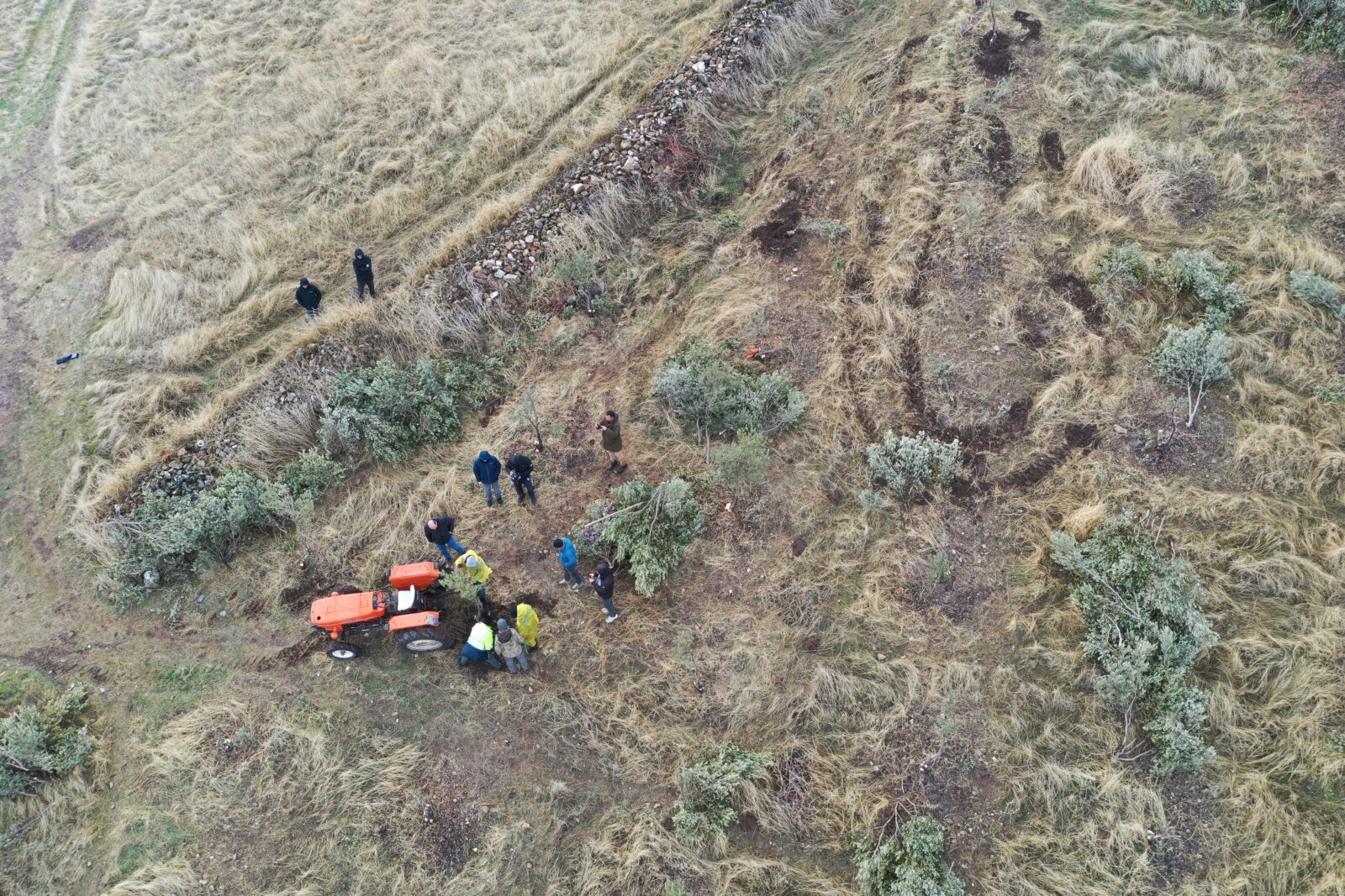 Workers relocate olive trees at Göbeklitepe, a UNESCO World Heritage Site in Sanliurfa, Türkiye, to protect ancient artifacts from potential damage.