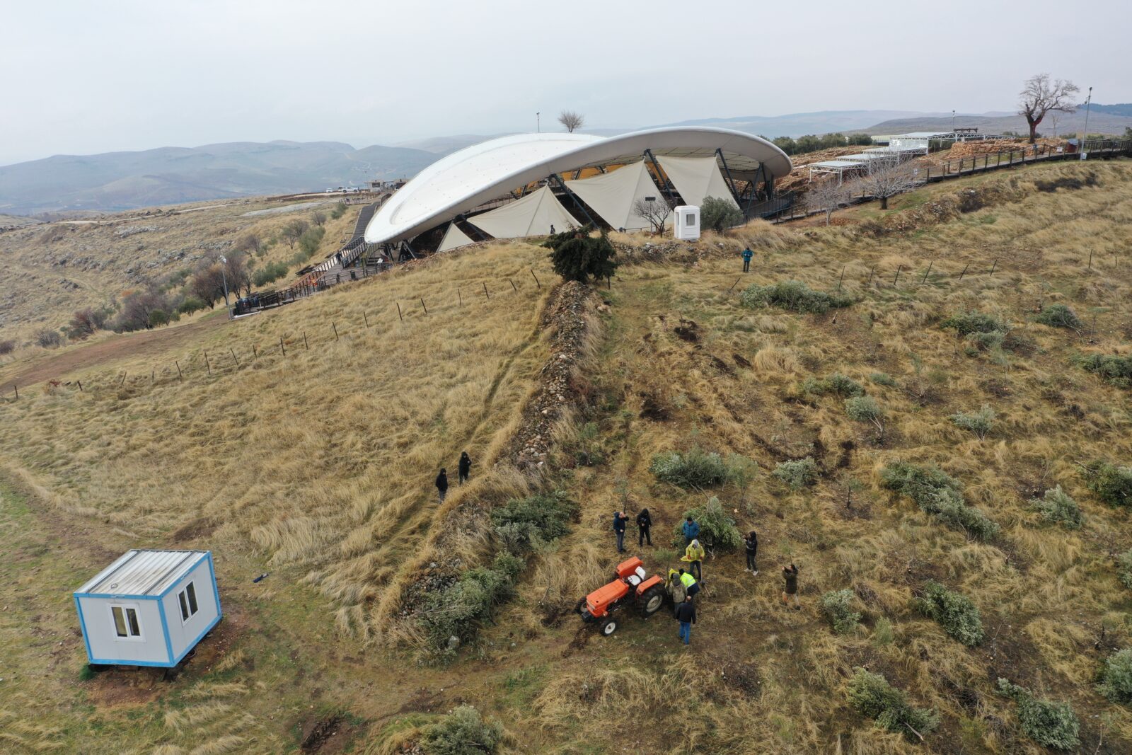 Workers relocate olive trees at Göbeklitepe, a UNESCO World Heritage Site in Sanliurfa, Türkiye, to protect ancient artifacts from potential damage.