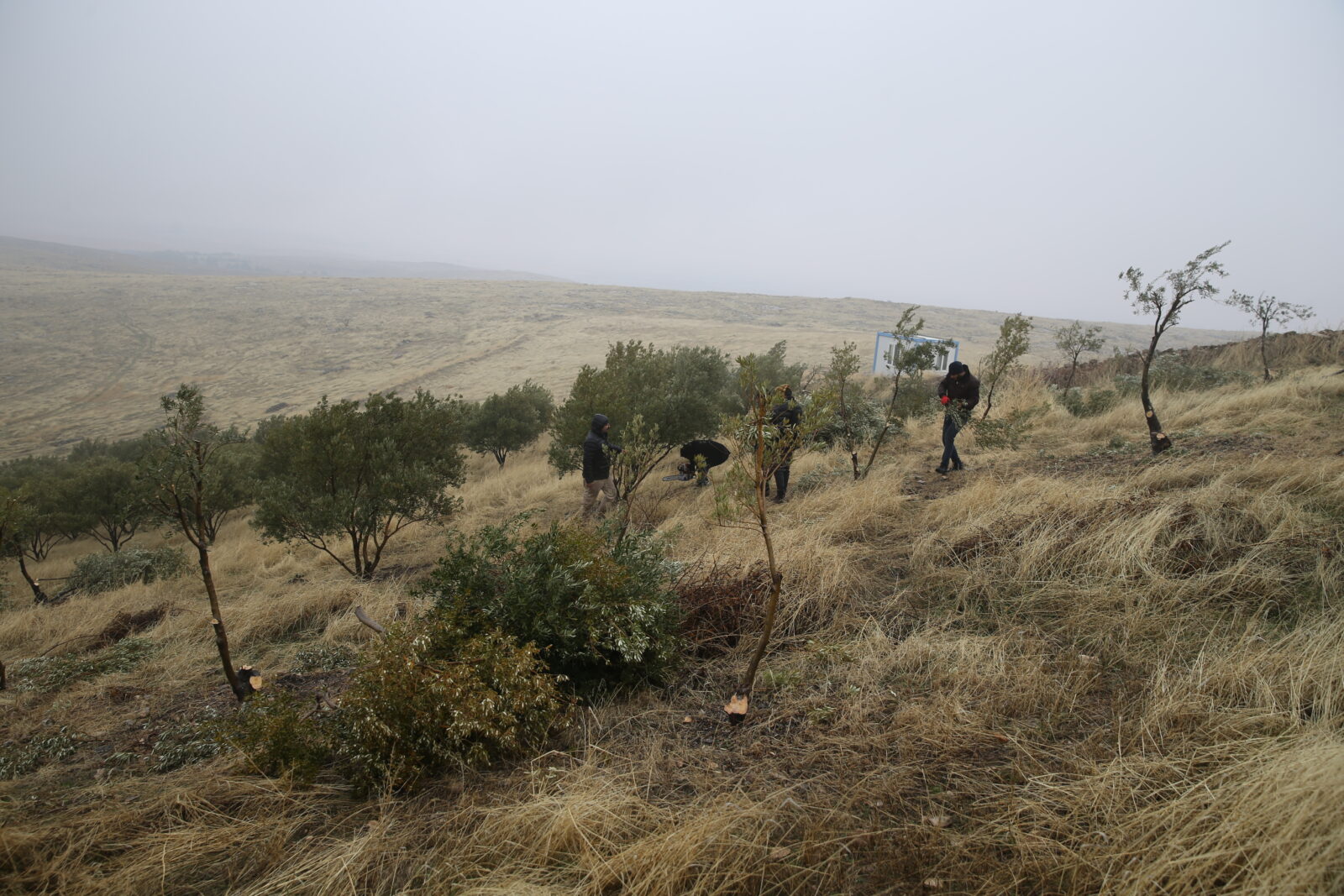 Workers relocate olive trees at Göbeklitepe, a UNESCO World Heritage Site in Sanliurfa, Türkiye, to protect ancient artifacts from potential damage.