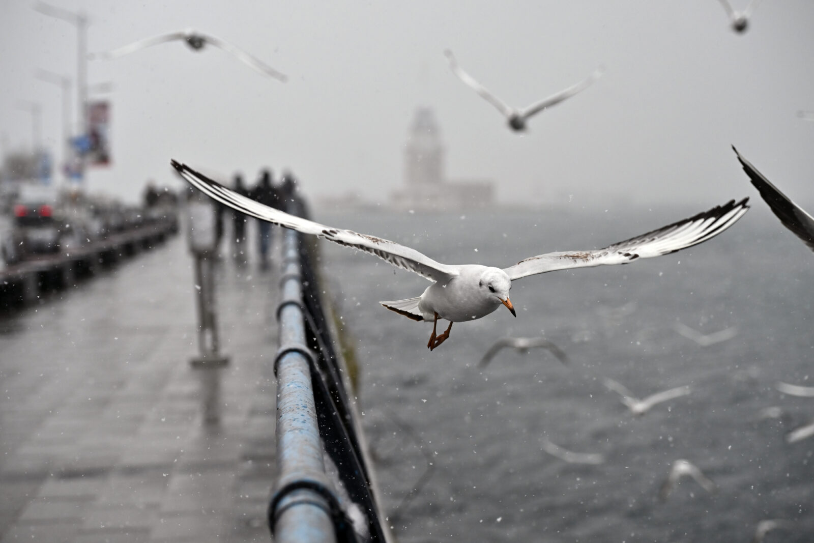 A seagull flies amidst the ongoing snowfall in Uskudar, Istanbul, as cold weather sweeps through the district.