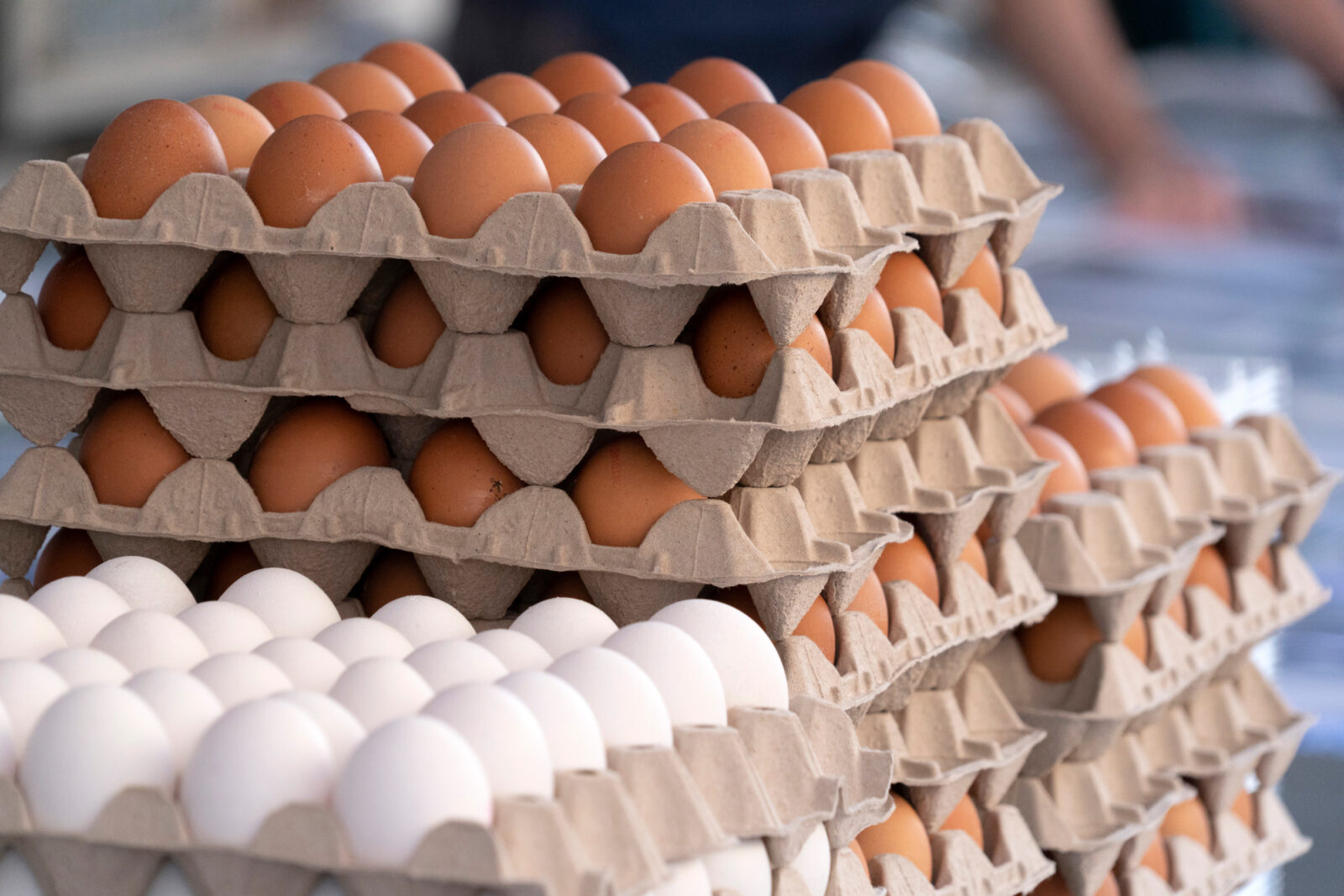Turkish exports may solve US egg crisis if state restrictions are lifted: Sector head