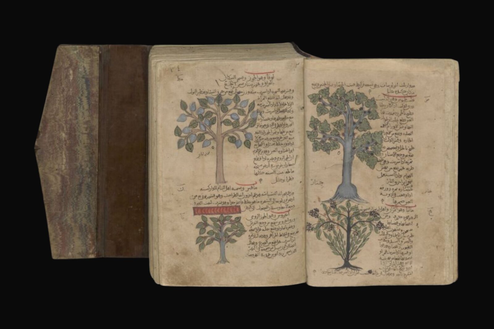 An illustration featuring a plane tree (Cınar) and manna ash from Kitab al-Hasha