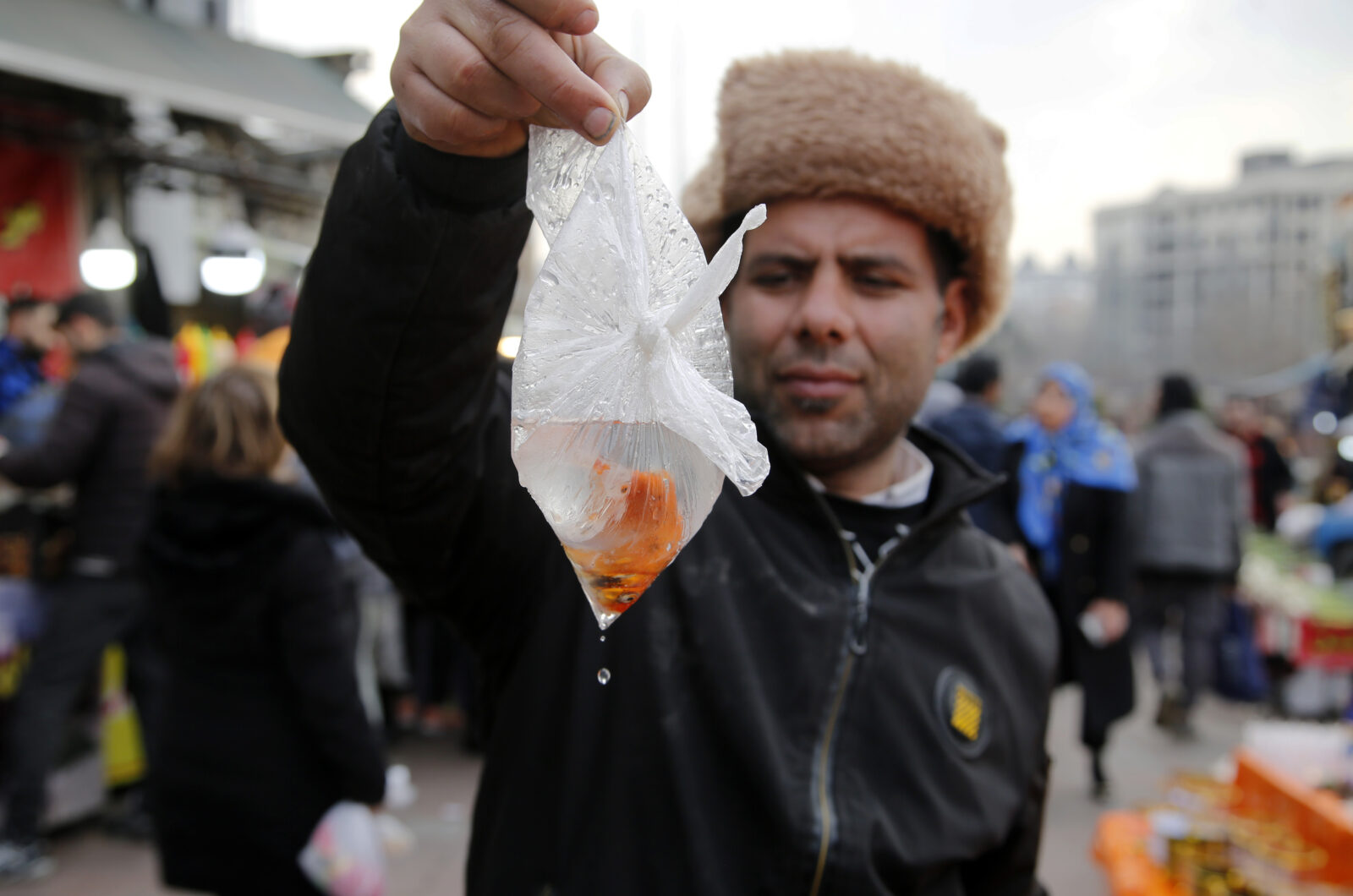 Goldfish symbolizing life, water, and new beginnings during Nowruz in Iran, with concerns over improper care affecting their survival.