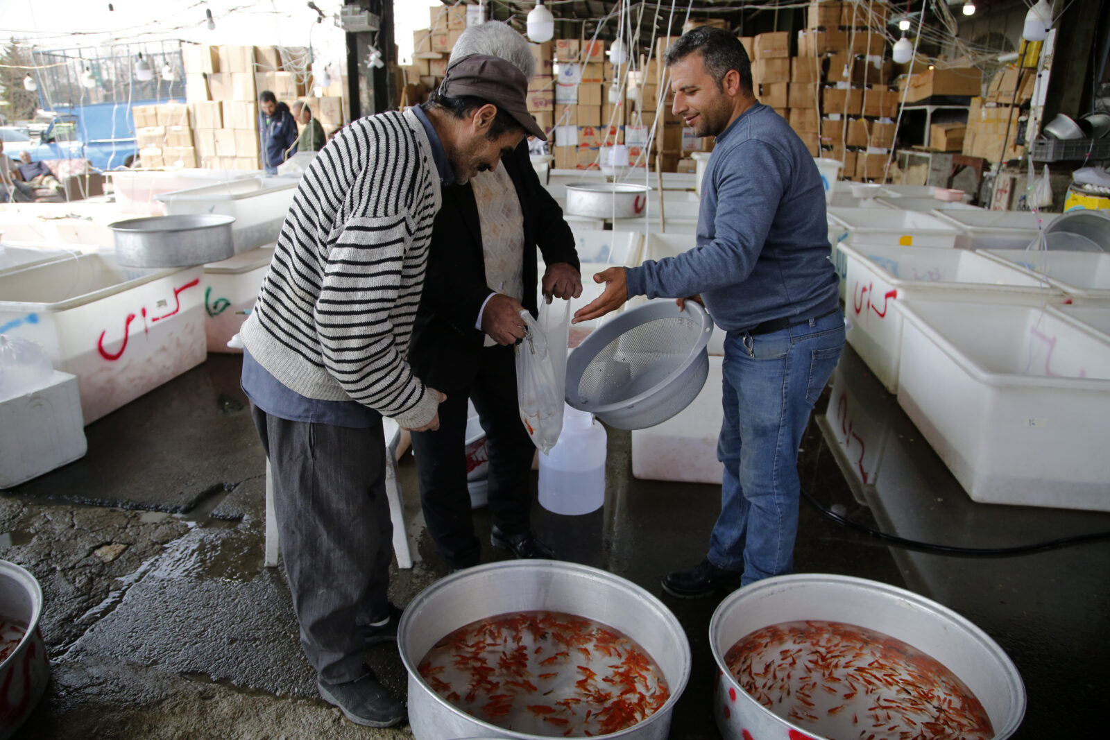 Goldfish symbolizing life, water, and new beginnings during Nowruz in Iran, with concerns over improper care affecting their survival.