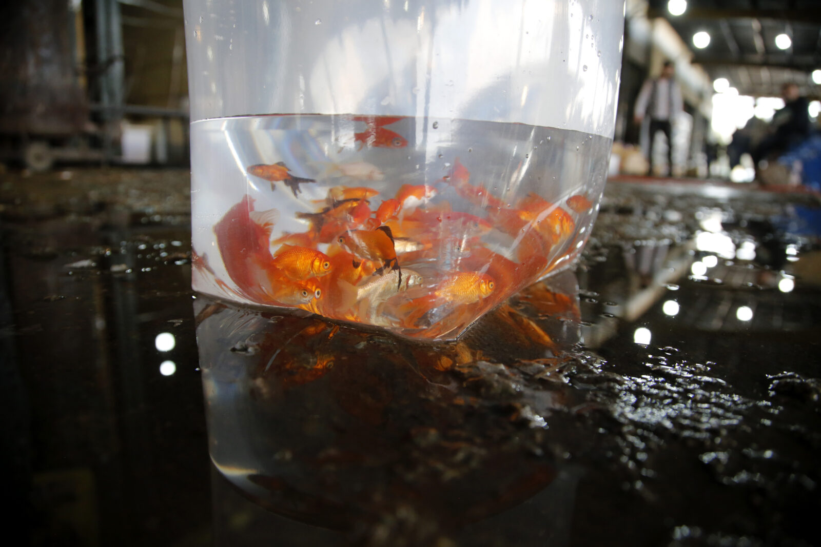 Goldfish symbolizing life, water, and new beginnings during Nowruz in Iran, with concerns over improper care affecting their survival.