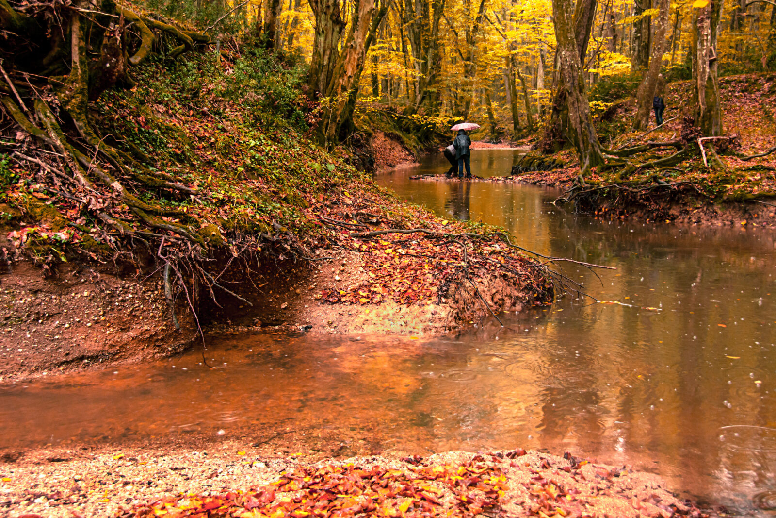 A serene autumn scene in Igneada’s Longoz Forests, with golden foliage, a shallow stream, and a person holding an umbrella while standing on a small island in the water.