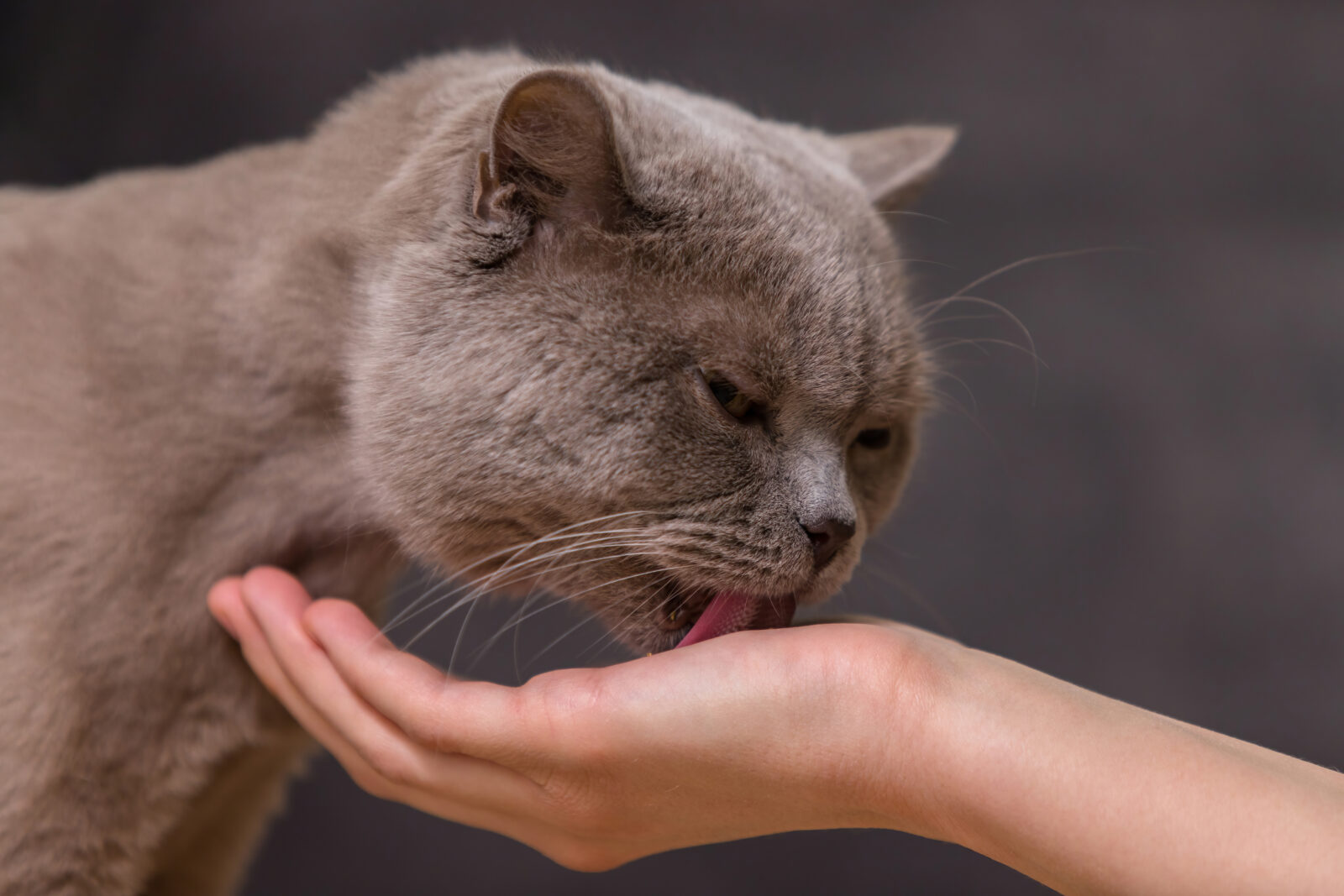 Cat licking its owner