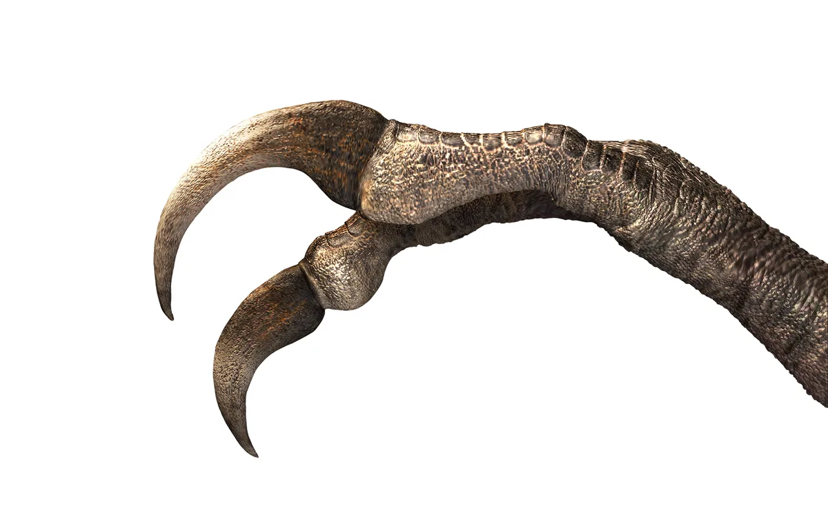Duonychus-Hand-reconstruction
