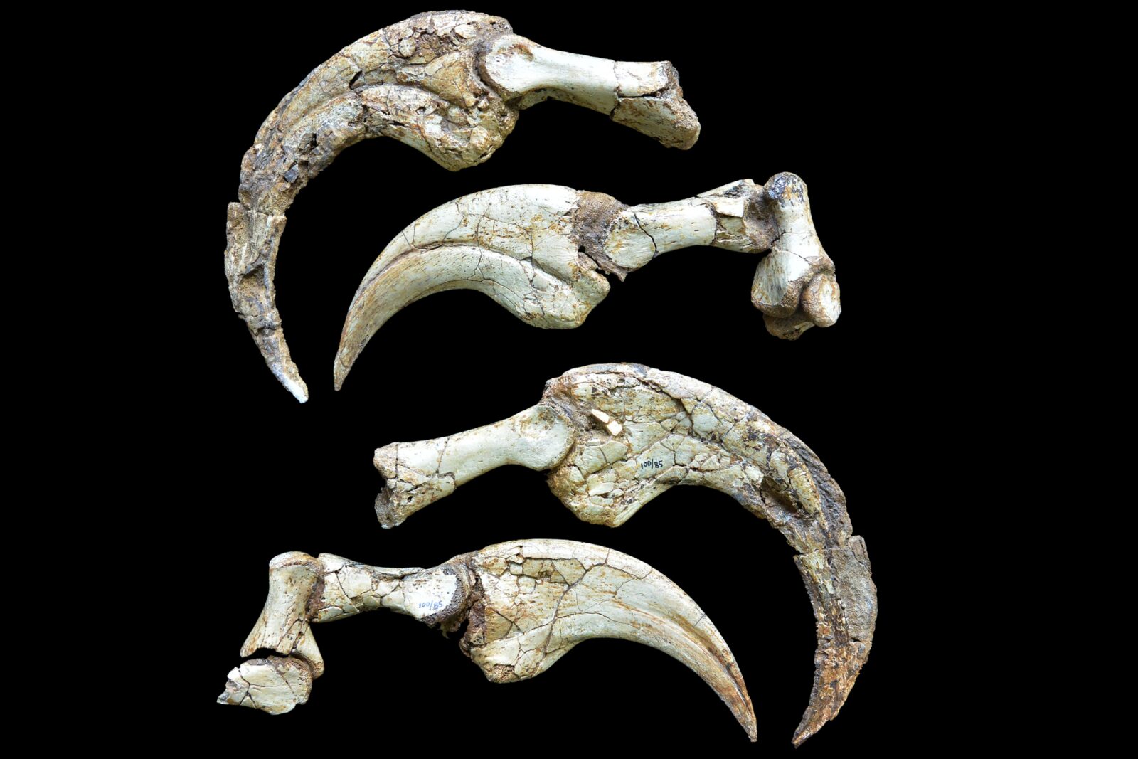 4 Duonychus Claws both sides Photo credit Kobayashi et al 2025
