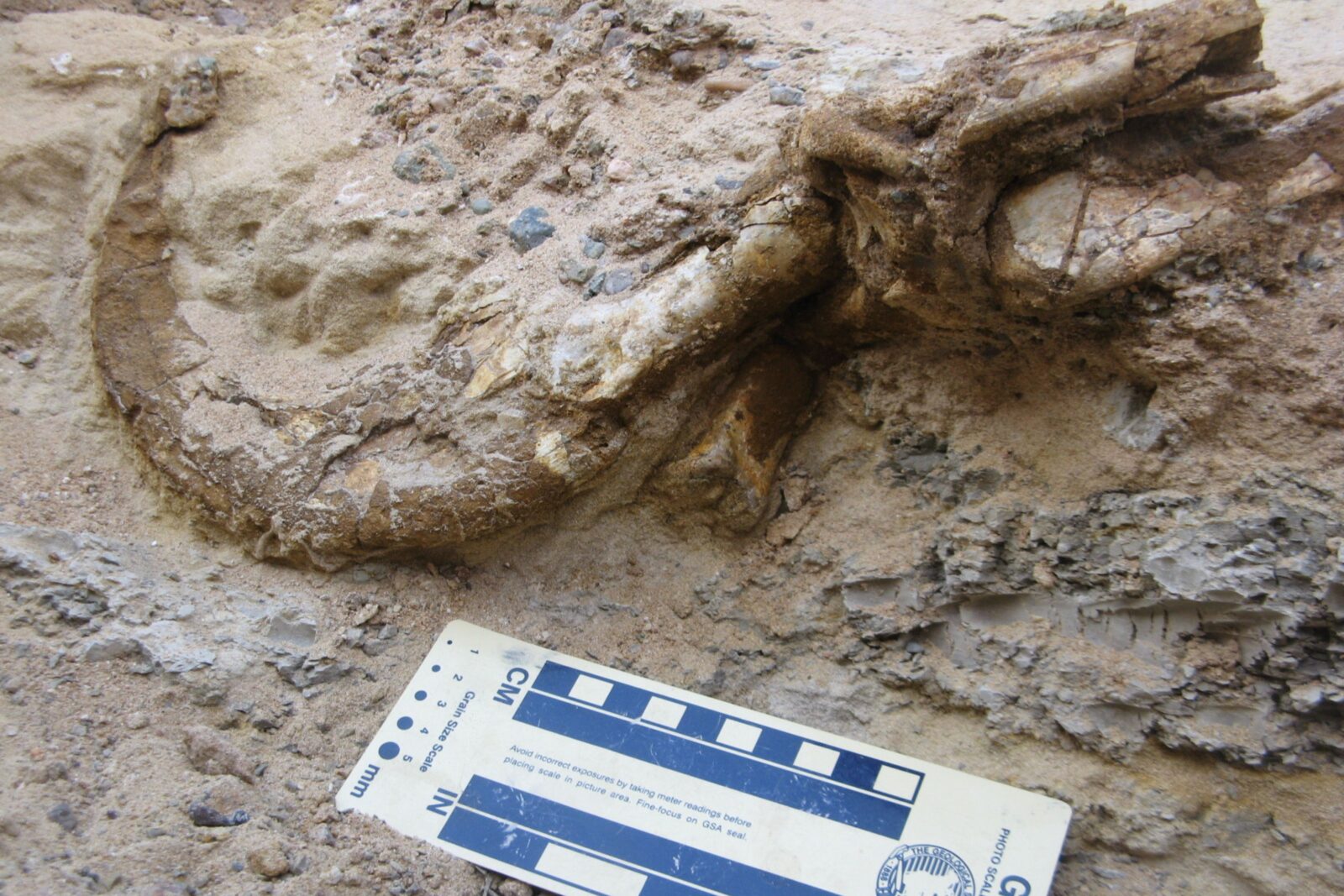3 Duonychus Claw during excavation_photo credit Yoshi Kobayashi Hokkaido University