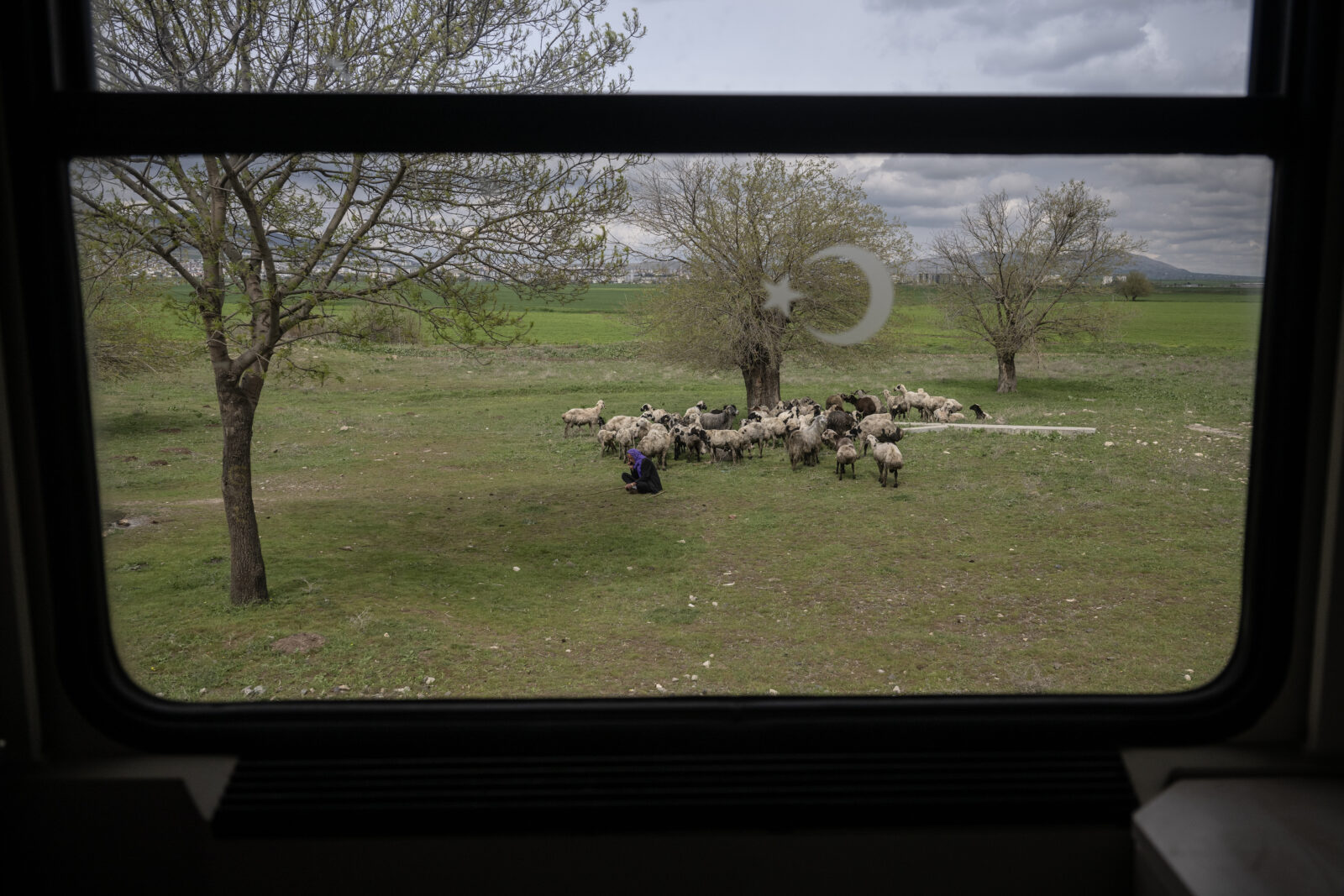 A sheep flock is seen from the windows of 