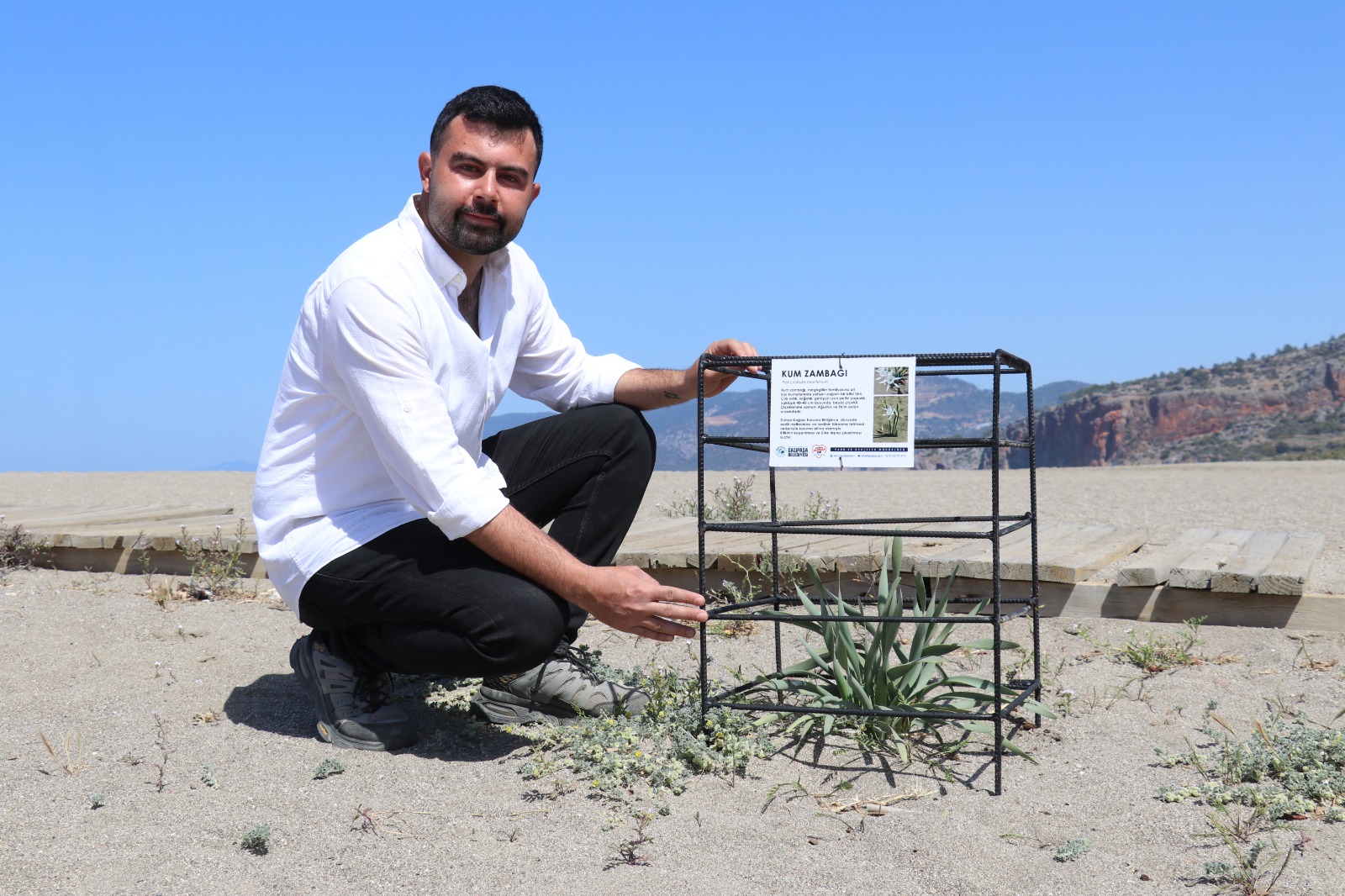 Endemic sand lilies growing on the beaches of Gazipaşa, Antalya, now under protection to preserve the species.