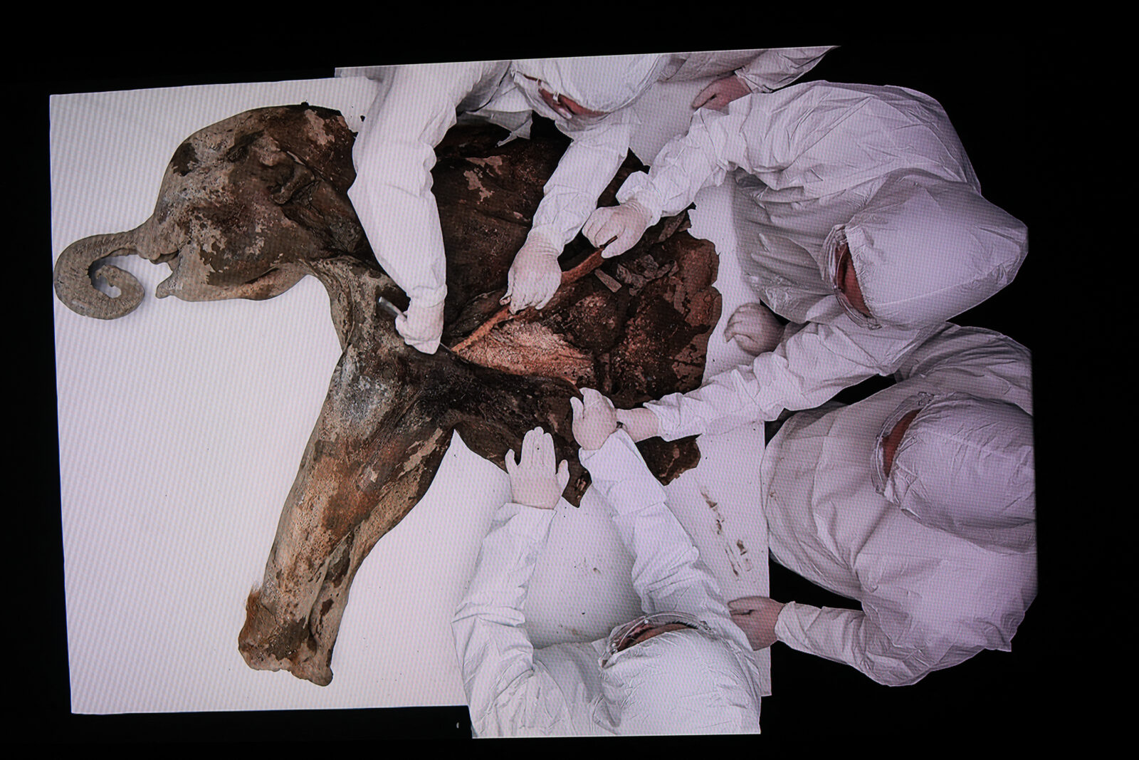 Scientists perform a necropsy on baby mammoth