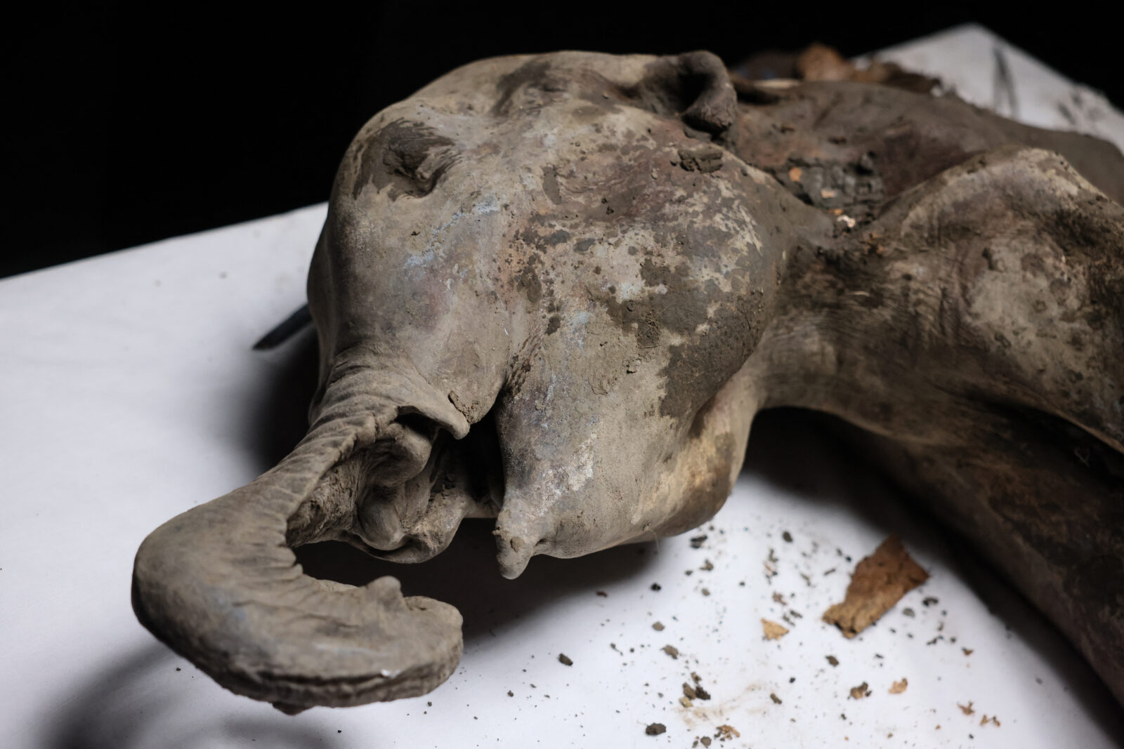 baby mammoth