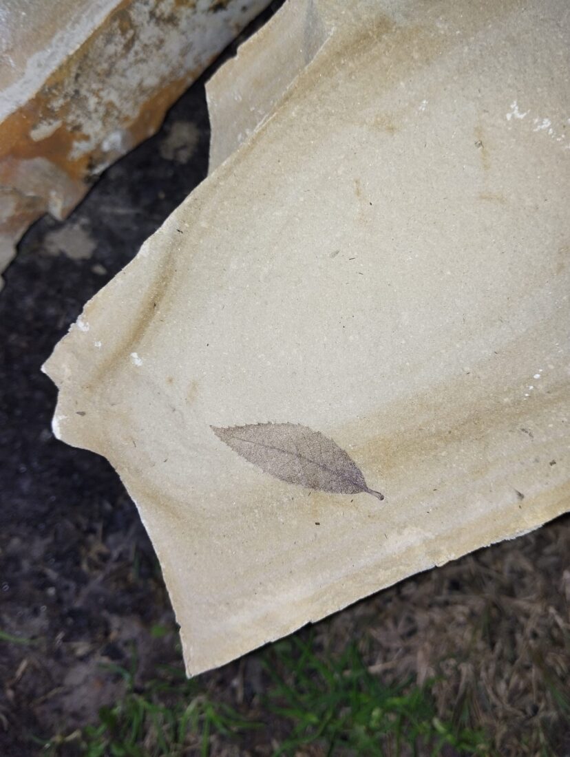 15-million-year-old leaf fossils discovered between Yayla and Kirazli villages in Kusadasi, Türkiye.