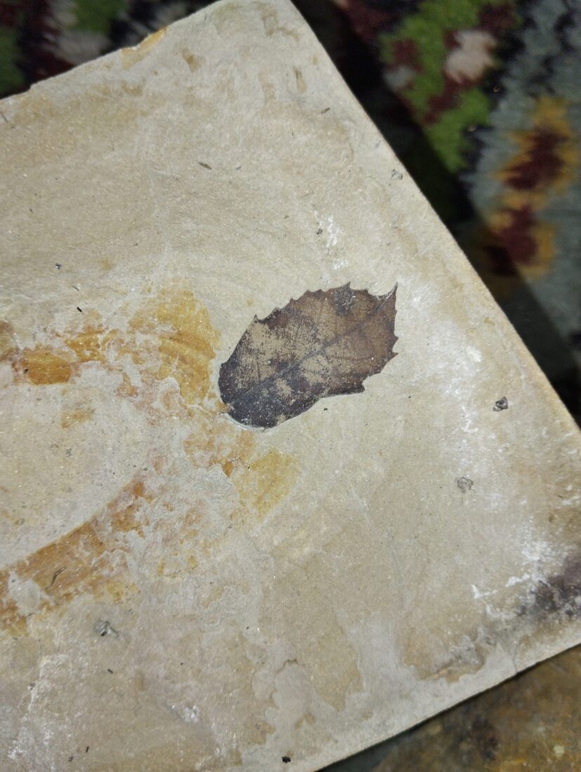 15-million-year-old leaf fossils discovered between Yayla and Kirazli villages in Kusadasi, Türkiye.