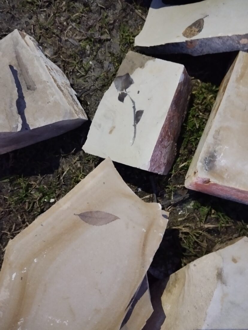15-million-year-old leaf fossils discovered between Yayla and Kirazli villages in Kusadasi, Türkiye.