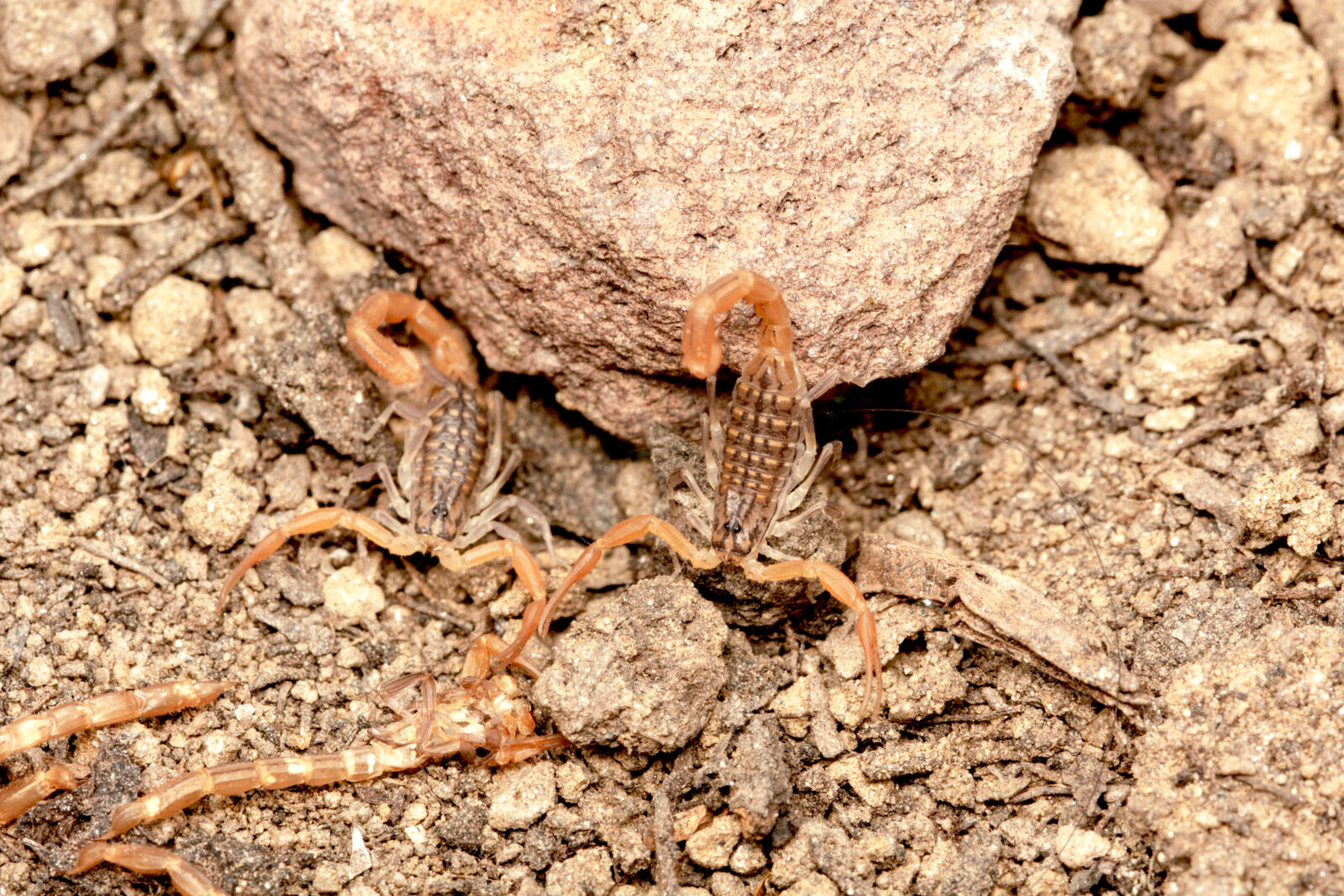 Anatolian yellow scorpion