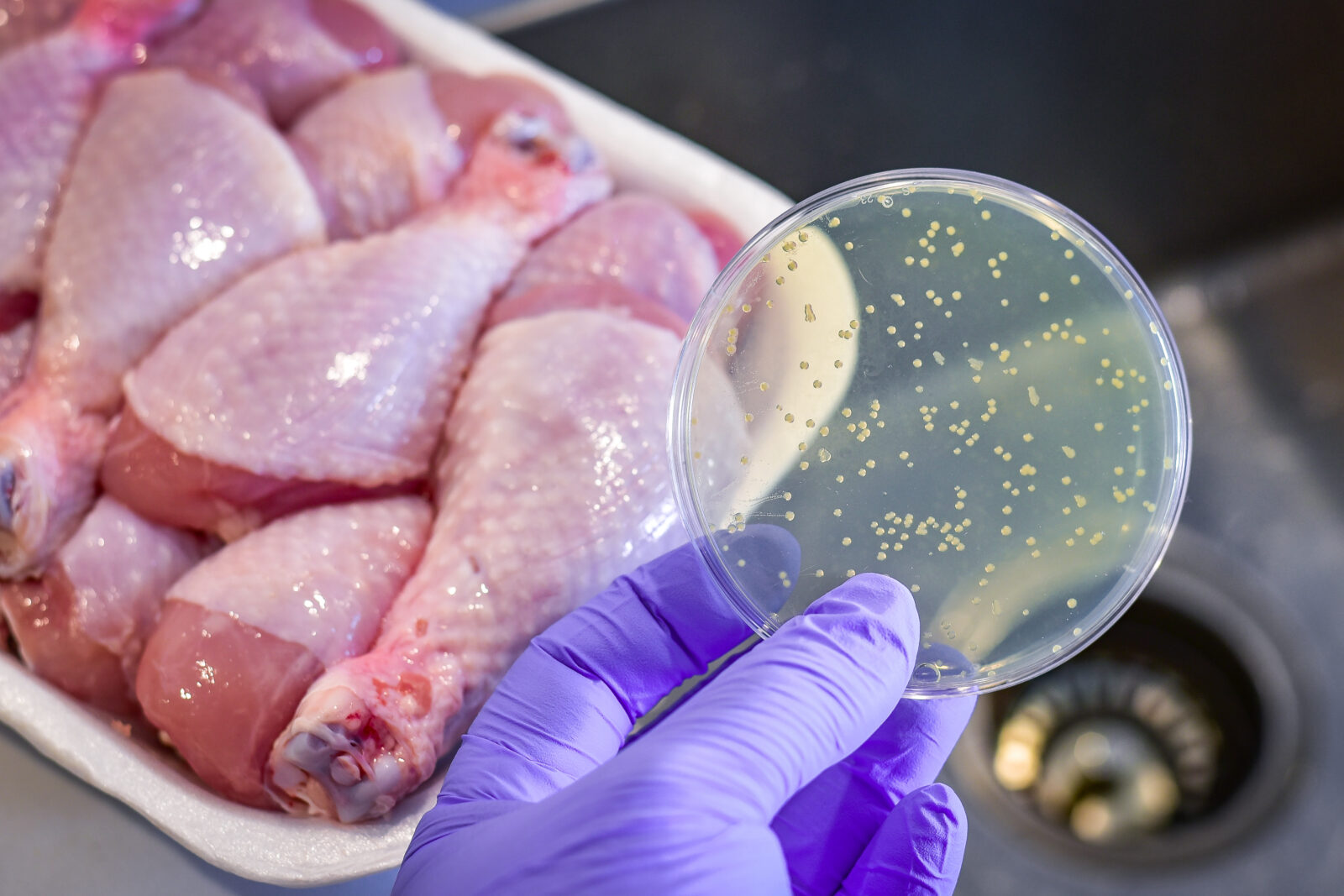 Chicken contamination with bacteria