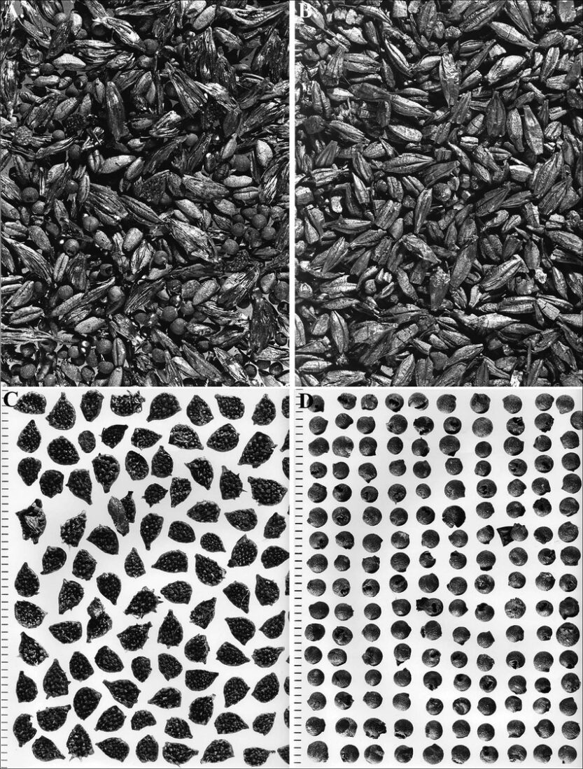 Carbonised crop and weed material