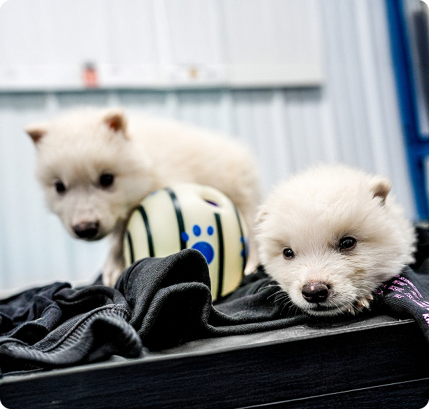 Photo of Remus and Romulus at 1 month old